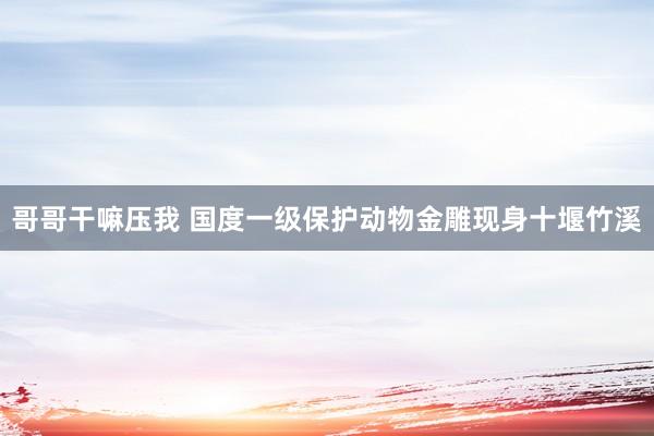 哥哥干嘛压我 国度一级保护动物金雕现身十堰竹溪
