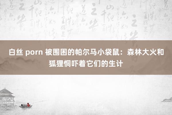 白丝 porn 被围困的帕尔马小袋鼠：森林大火和狐狸恫吓着它们的生计